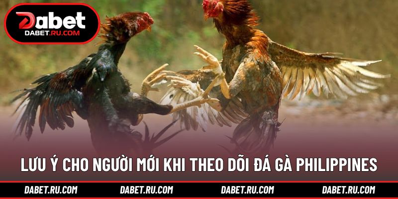 Hướng dẫn theo dõi đá gà Philippines DABET hiệu quả Hướng dẫn theo dõi đá gà Philippines DABET hiệu quả