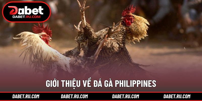 Khái quát hình thức đá gà Philippines trực tiếp Khái quát hình thức đá gà Philippines trực tiếp