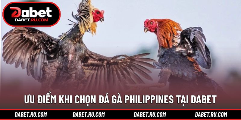 Lý do nhiều hội viên chọn đá gà Philippines DABET Lý do nhiều hội viên chọn đá gà Philippines DABET